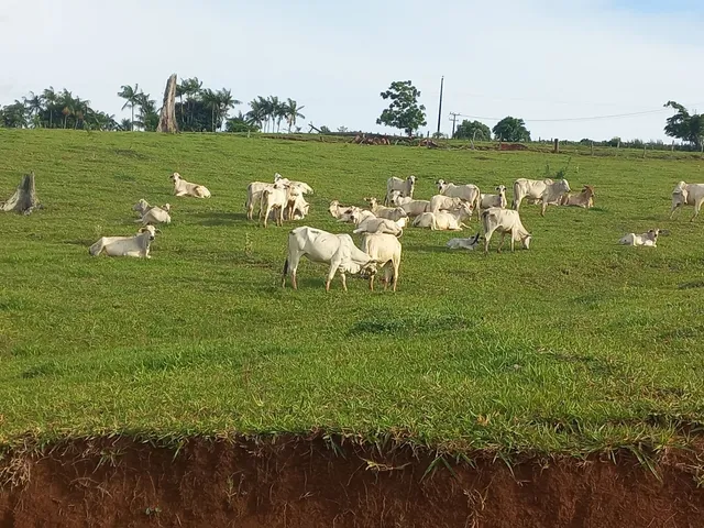 Vendo lote de gado nelore