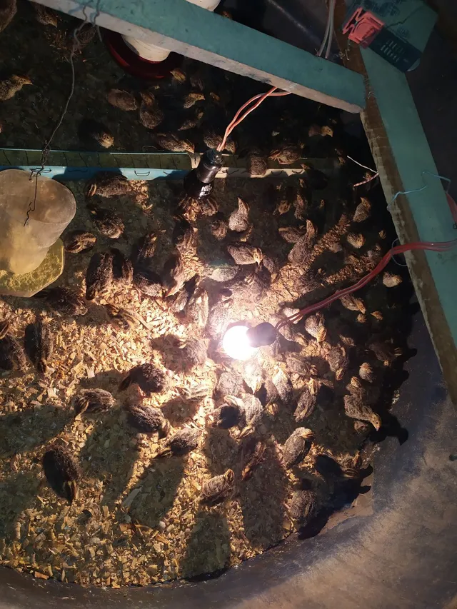 Codornas Japonicas 20 a 25 Dias