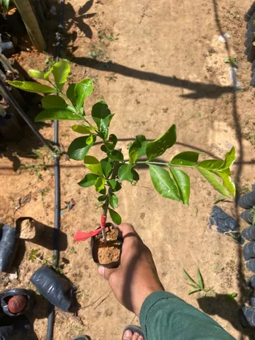Mudas de acerola