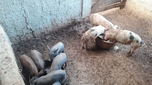 Vende se leitões !