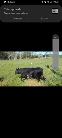 Terneiras Angus