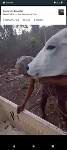 Vendo ela é muito mansinha 