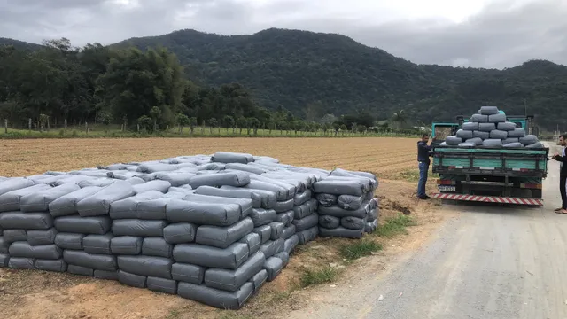 Silagem de pé de milho 