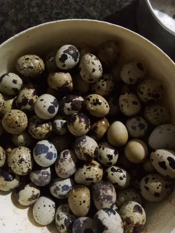 Ovos de codorna gigante 