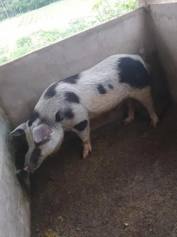 Porco Piau