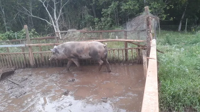 Porco Reprodutor da raça Pietrain