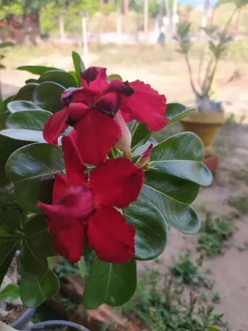Rosa do deserto