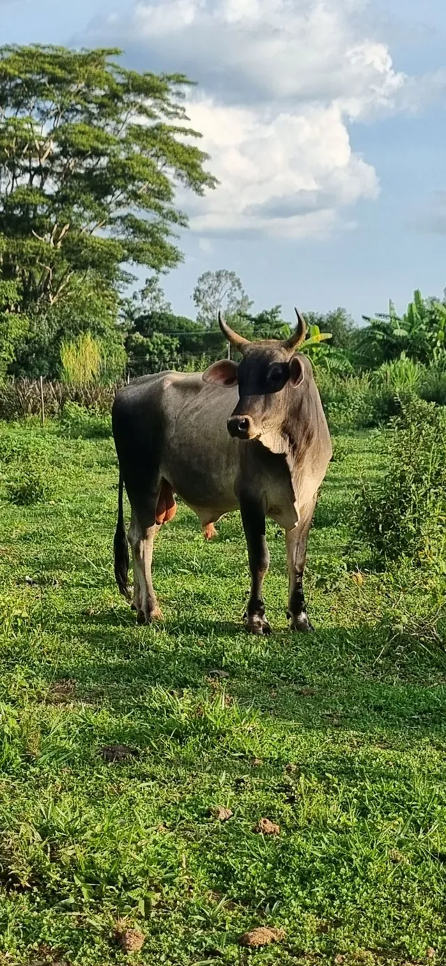 Boi jersey