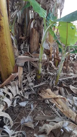 Mudas de banana 