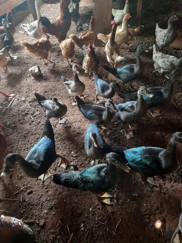 45 Patos 40 reais cada zp * 