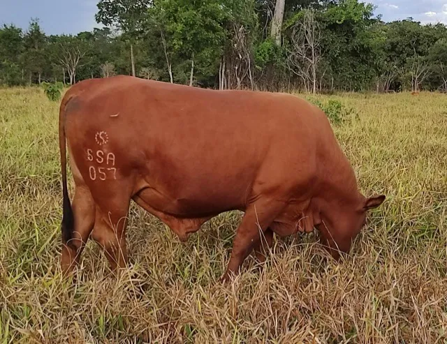 Touros Senepol registrados 