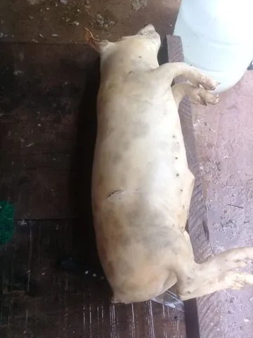 Leitoa caipira
