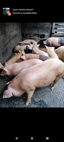 Vendo leitões 19 o kilo 
