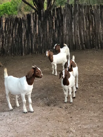 05 cabritas Boer 