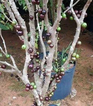 mudas de jabuticaba 