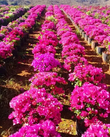 Muda de bougainville