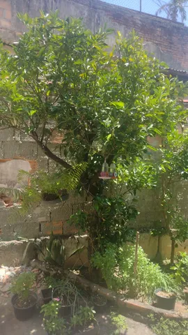 Árvores e mudas