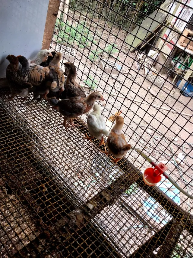 Pintinhos caipira