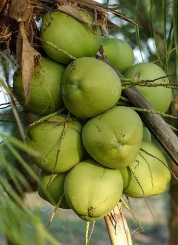 100 Cocos verdes