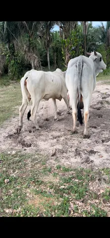 VACAS NELORE 