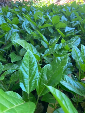 Mudas de maracujá 