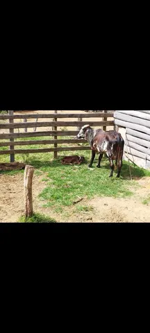Vendo vaca com bezerro no pé.