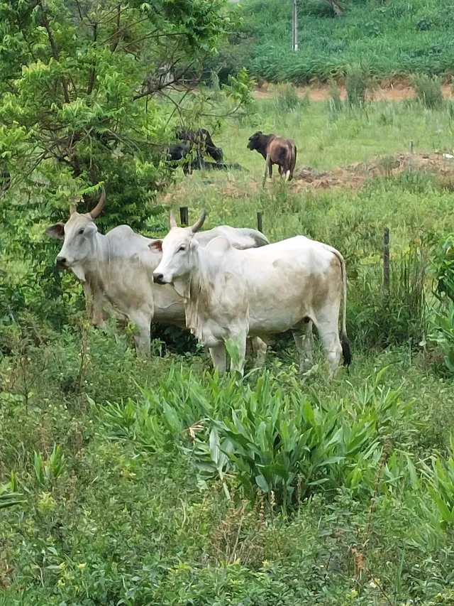 Vacas nelore padrão adiantadas e paridas.