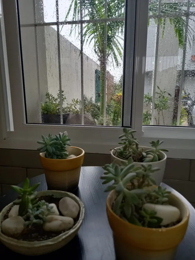Mudas e plantas