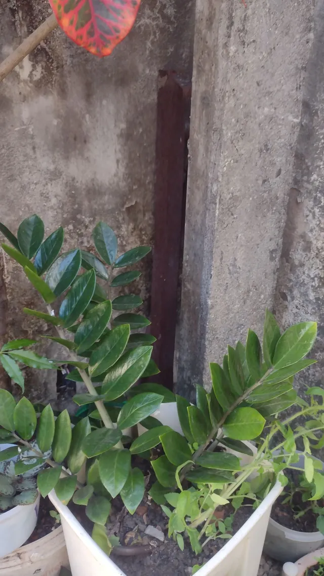 Planta Zamiocuca