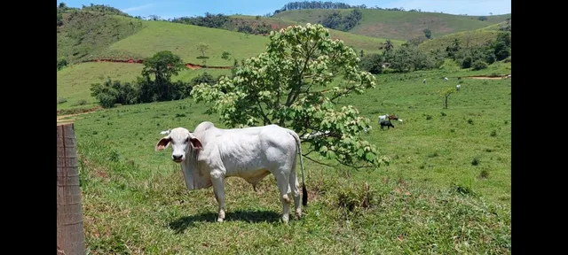 Tourinho Tabapua já servindo!