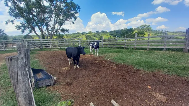 Vendo uma novilha e uma vaca