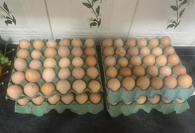 Ovos quintal