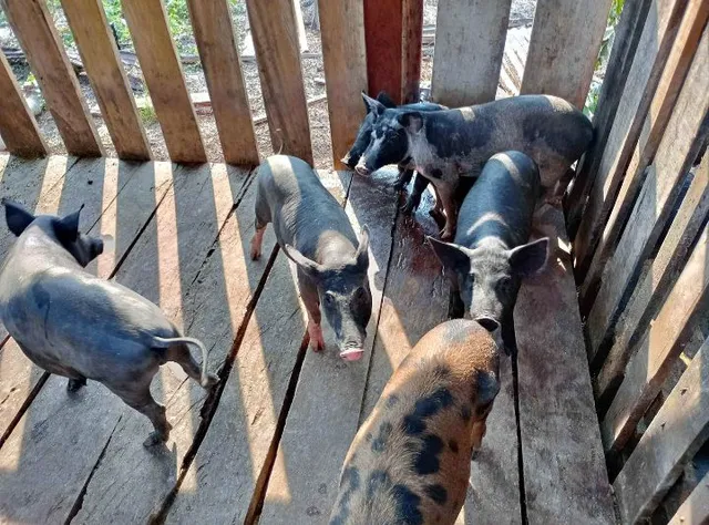 Vende-se filhotes de porco 