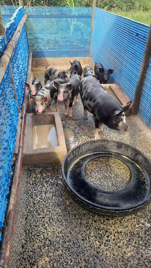 Vendo leitões castrados