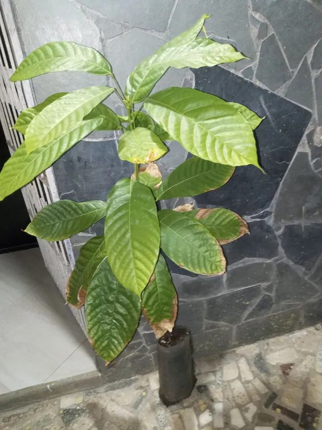 Cacau amarelo 
