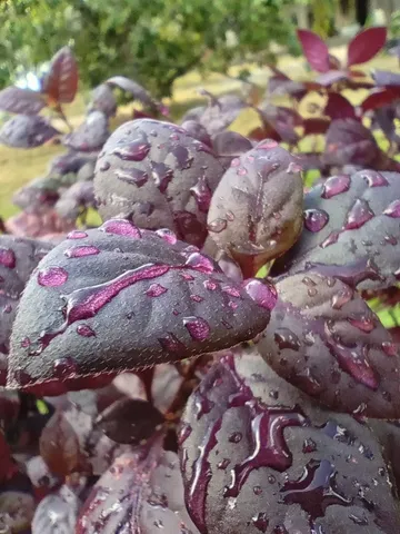 Planta ornamental