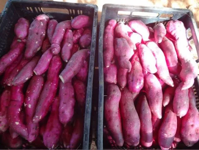 Vendo Batata Doce da roxa