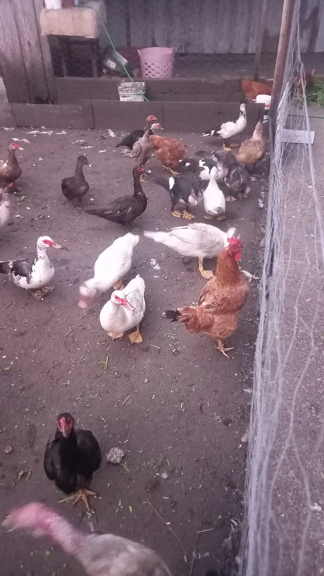 Peru ou casal de pato 