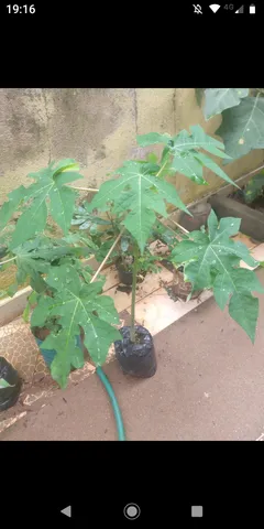 Mamão