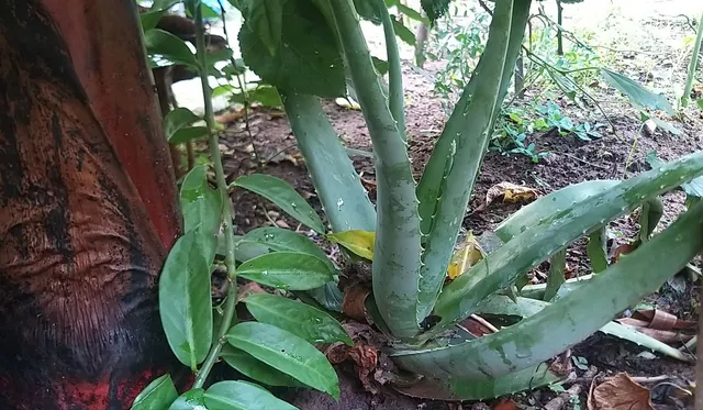 Babosa