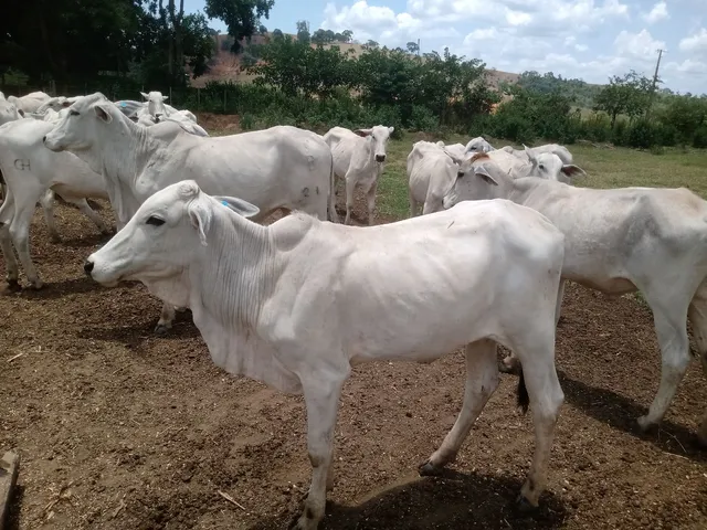 Venda Bezerras nelore