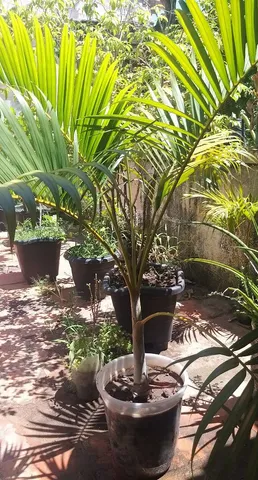 Palmeiras Areca Bambu 