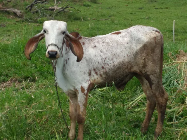 Terneiras gir 