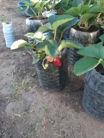Mudas de morangos