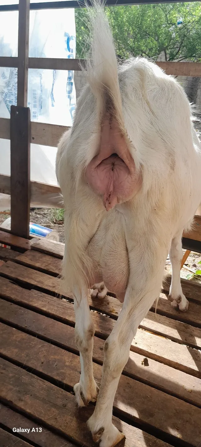 Vendo essa cabra Sanen prenha