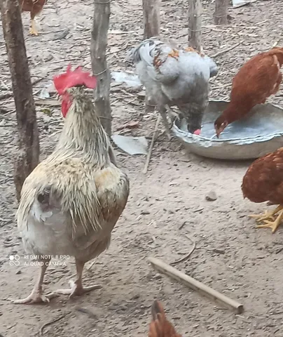 Vendo esse galo raça griscendre 