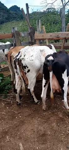 Criação Leiteira