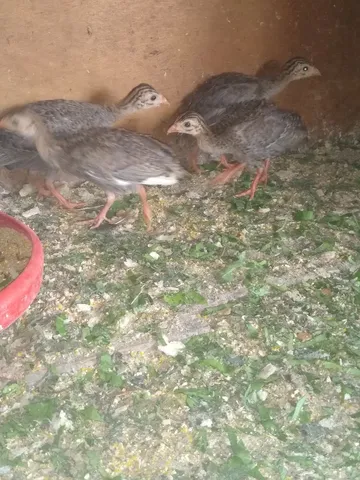 Vende-se Angolinha carijo