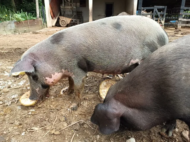 Porca prenha