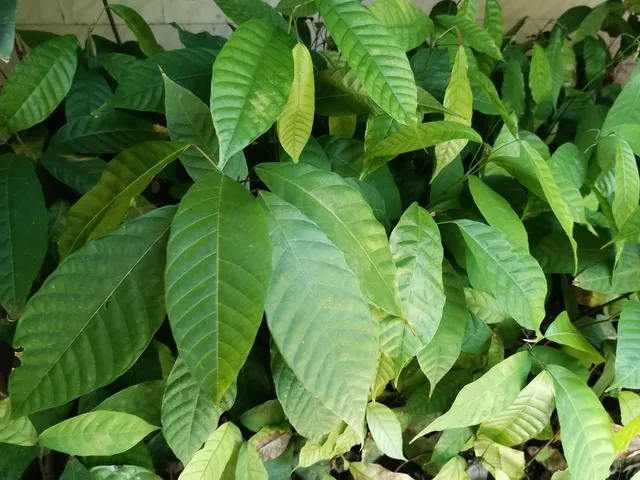 Mudas de Cacau